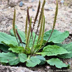 Greater-Plantain