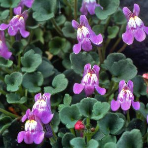 Ivy-leaved-Toadflax