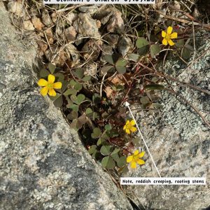 Procumbent-yellow-sorrel-Oxalis-corniculata