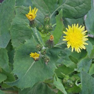 Smooth-Sow-Thistle