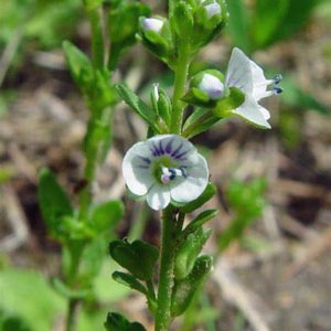 Thyme-leaved-Speedwell