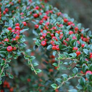 Wall-cotoneaster